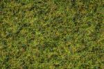 Grasmischung Kuhweide 50g