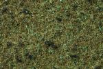 Waldboden-Gras 20g