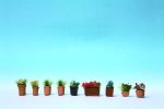 Blumen in Blumentpfen