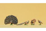 Truthahn, Pfau