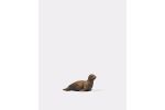 Seehund