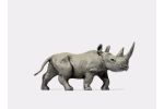 Afrikanisches Nashorn