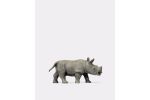 Junges afrikanisches Nashorn