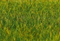 Premium Streufasern Gras, 35g