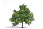 Baum 95, Frhling H0