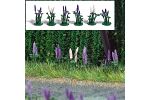 8 Stauden Wildlupinen