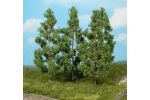 4 Pappeln z. Stecken 13 cm