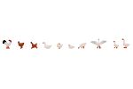 Hühner, Enten und Gänse