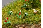 18 Lilien