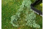 Bltterfoliage, mittelgrn