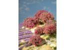 Rhododendron, magenta