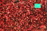 Ahornlaub rot, Spthherbst, ca. 27x16cm