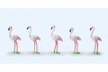 Flamingos