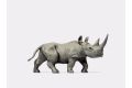 Afrikanisches Nashorn