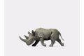 Afrikanisches Nashorn