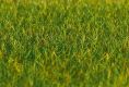 Premium Streufasern Gras, 35g