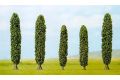 5 Silberpappeln  N/Z