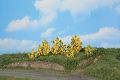 6 Forsythienstrucher 3-6 cm