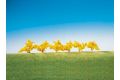 6 Forsythien, gelbblau