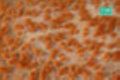 Moospolster 42x15cm, Frhling